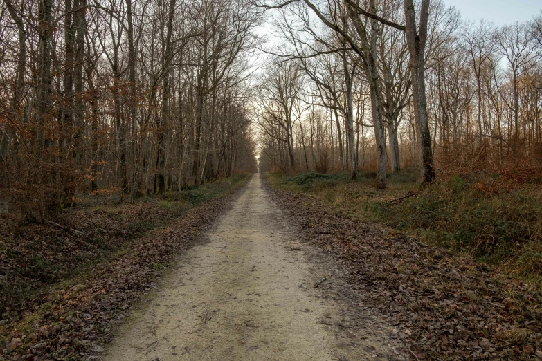 the dirt road is surrounded by bare trees