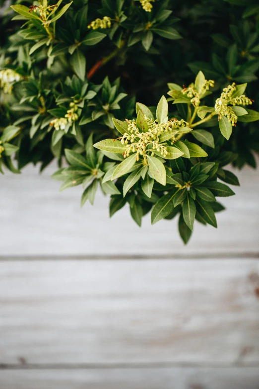 some green plants and white wood background