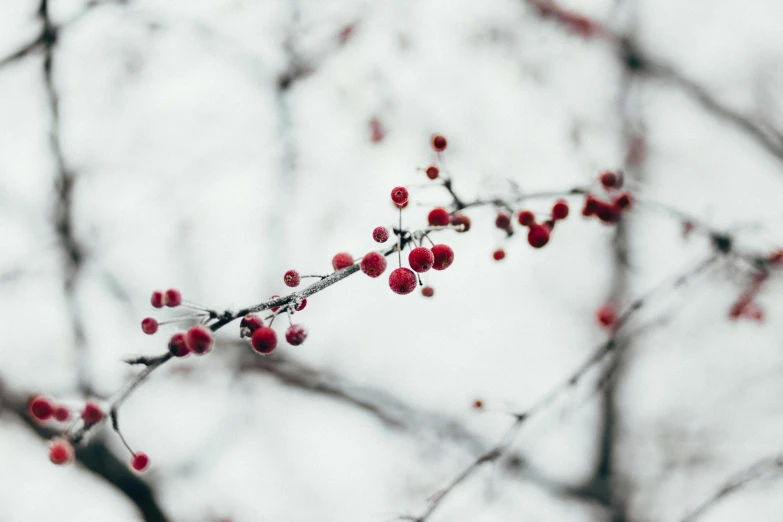 berries hang off of a nch, and one nch has red leaves