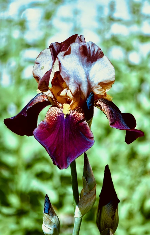 a very pretty flower with purple and yellow flowers