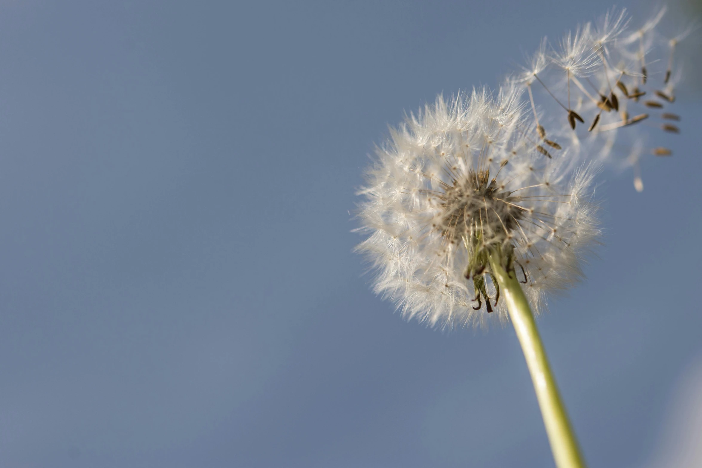 a dandelion in front of a blue sky