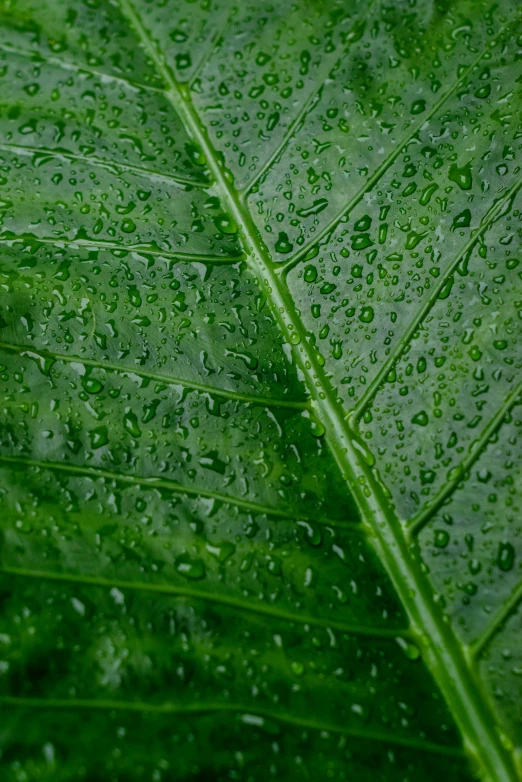 a close up of a green leaf covered in water droplets