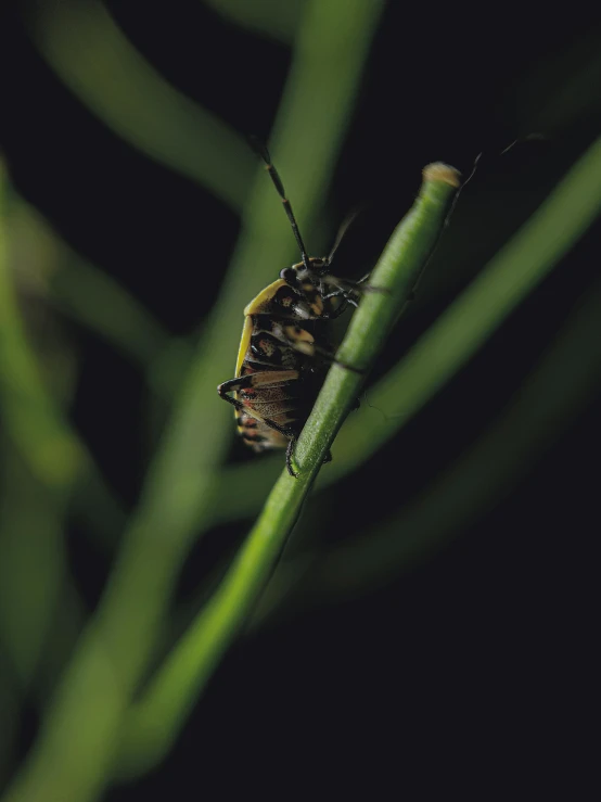 there is a large bug crawling on a tall plant