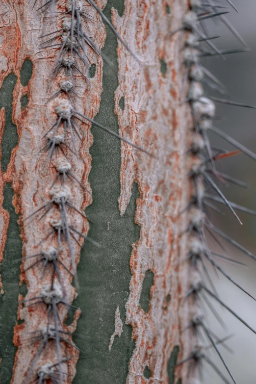 the bark on an old tree is covered with nails