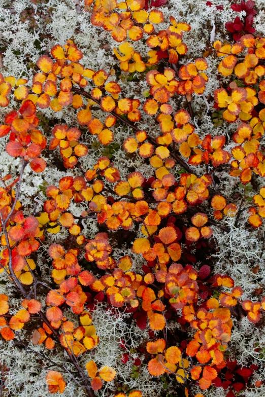 small orange flowers and white leaves on grass