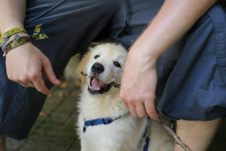 a large white dog being walked by a man