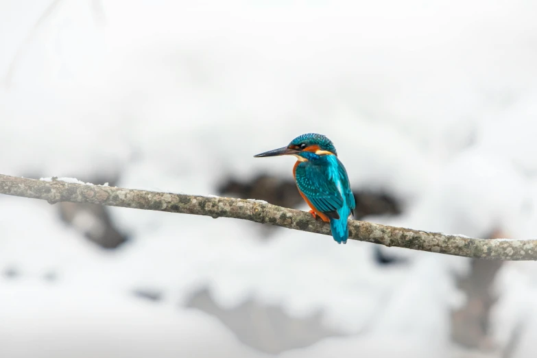 small colorful bird sitting on top of a thin nch