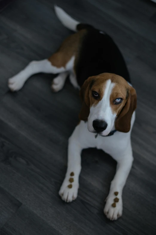 a dog with blue eyes is laying down