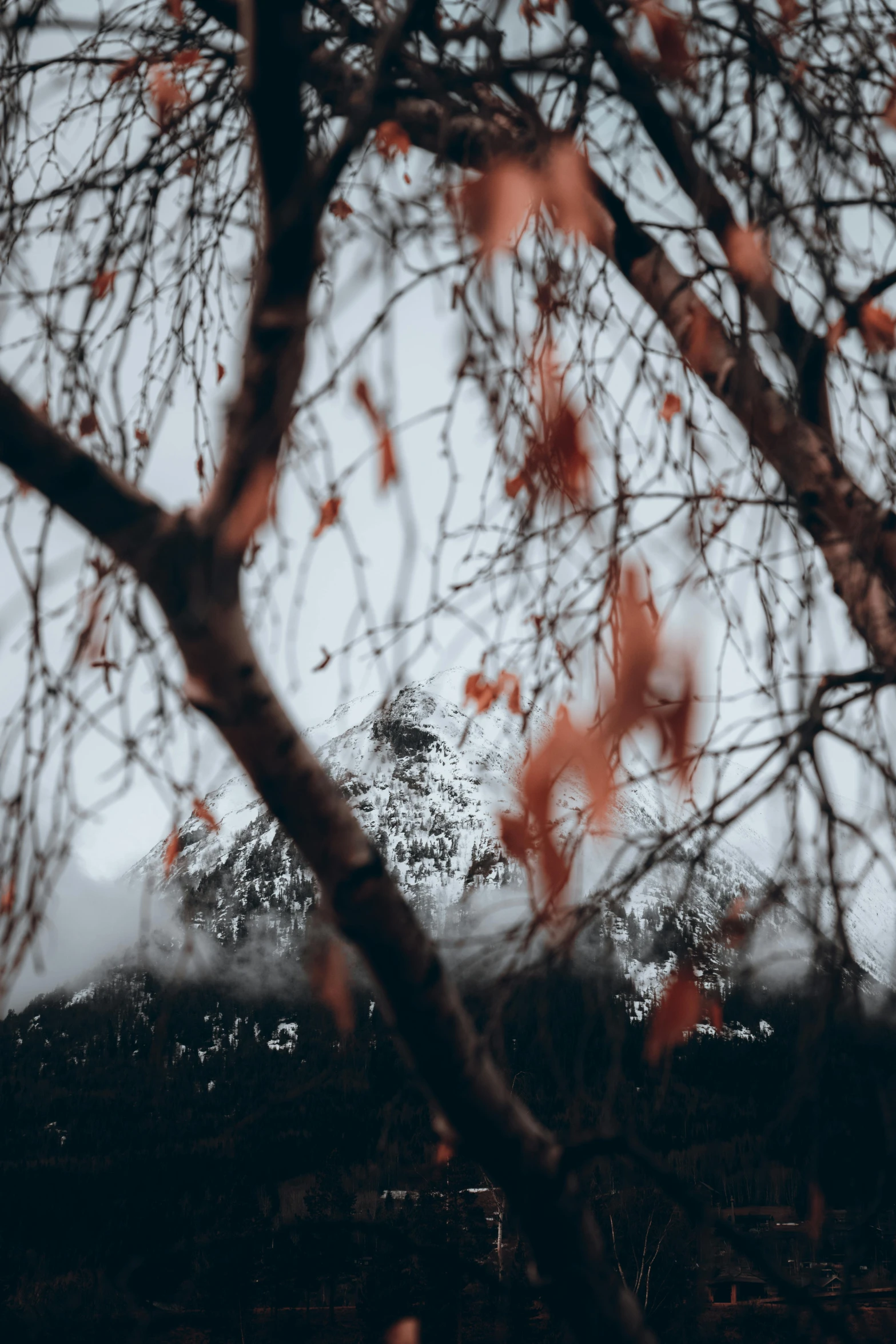 a closeup of a tree with a snow covered mountain in the background