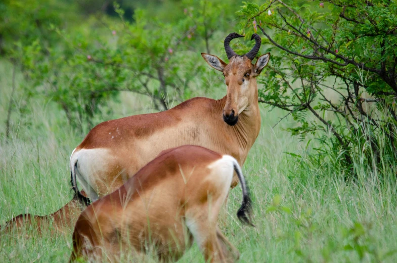 an animal with horns standing in tall grass