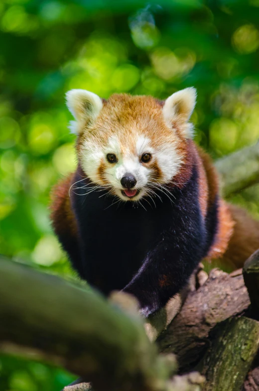 a small animal walking on a nch in the forest