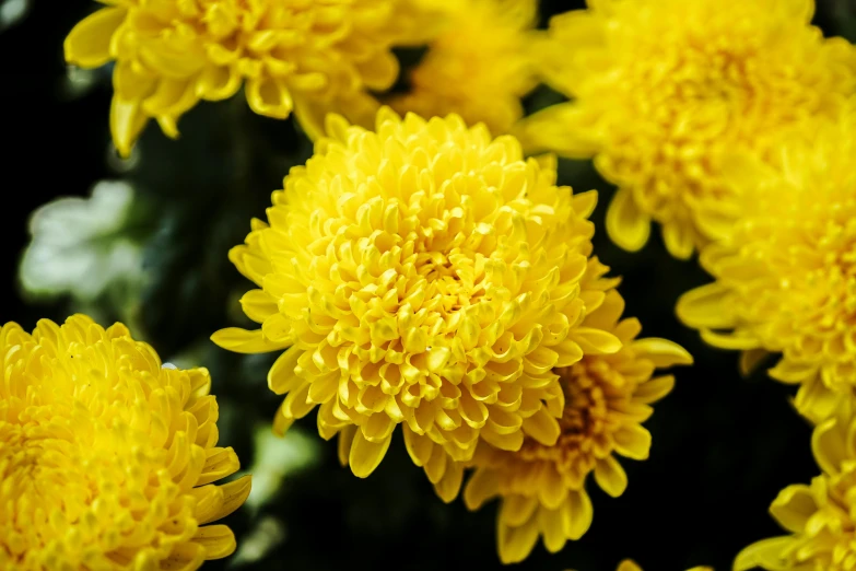 yellow flowers sitting on the side of a field