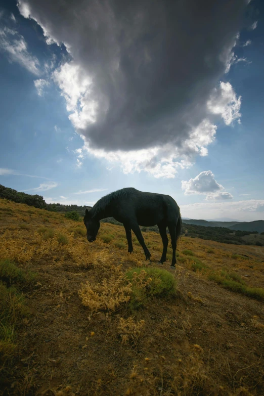 a lone horse standing on a dry grass covered field