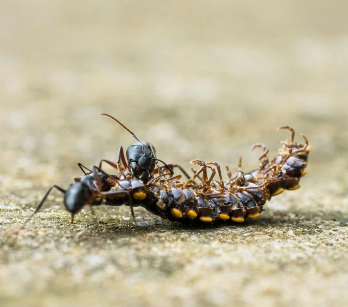 two antebites with orange and black antennae on concrete