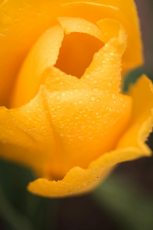 the yellow flower has a lot of water drops