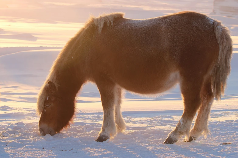 the brown horse is standing in the snow