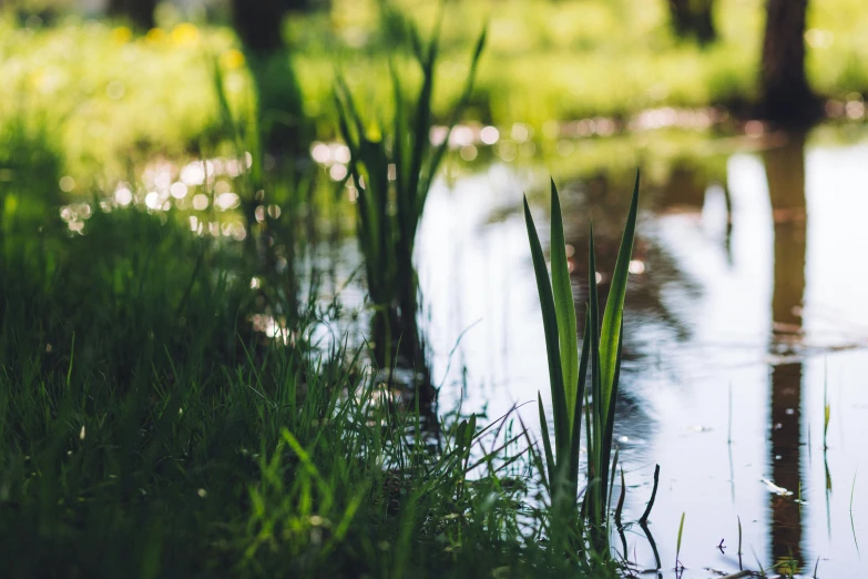 close up of grass and water in the sun