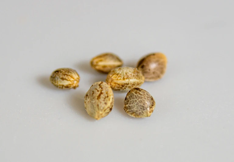 five seeds laying on a white surface in a circle