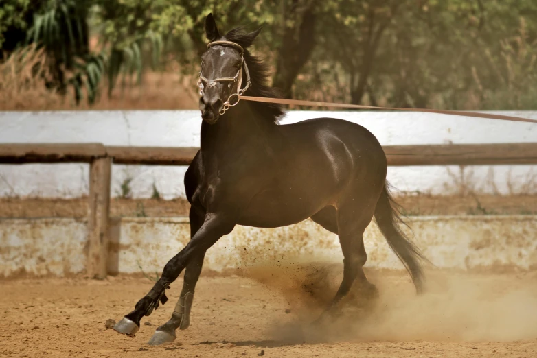 a horse with a harness is running in a fenced area