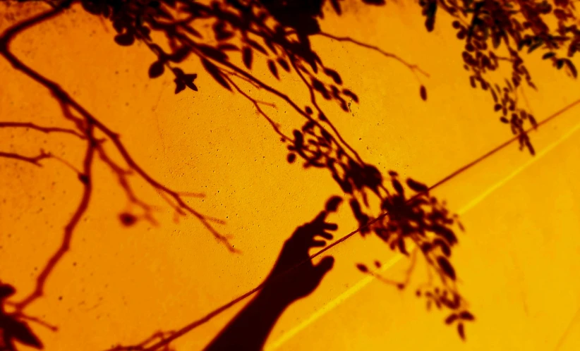 the shadow of a tree over the top of a yellow wall