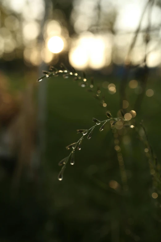 a flower with water drops hanging off it's stem