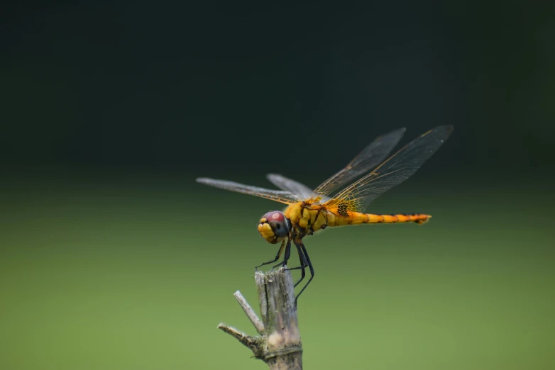 a yellow dragon flys on top of a nch