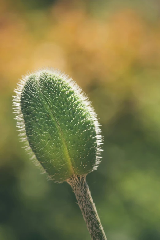 a flower with white seeds on a stem