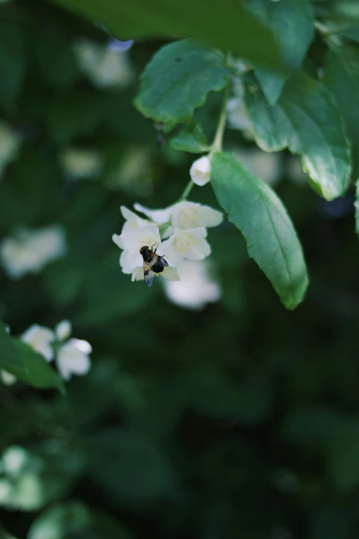 a bee is sitting on the flower in the wild