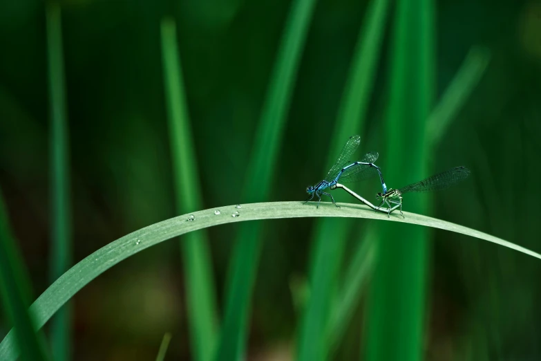 an insect rests on the tip of a blade