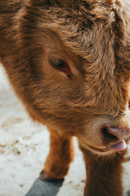 the small calf is in its enclosure in the shade