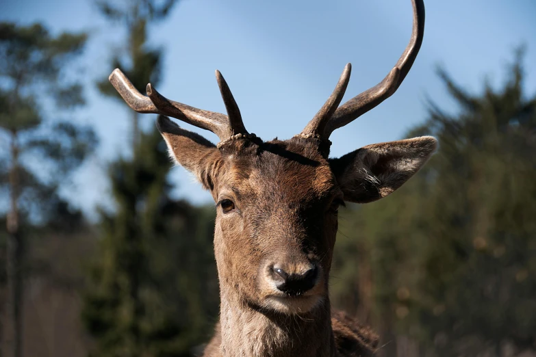 an animal with a lot of antlers on his face