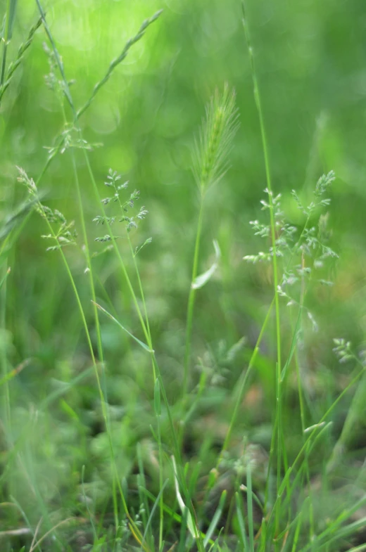 a close up of a green plant that is in the grass