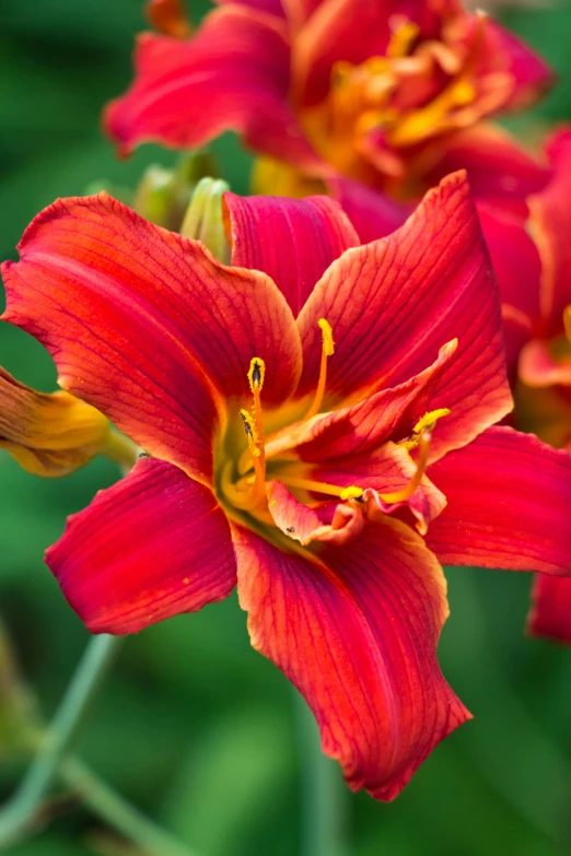 bright red flowers with yellow stamens on them