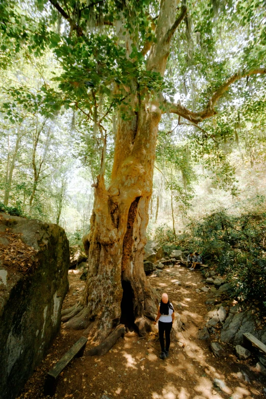 person on the ground standing next to a tree