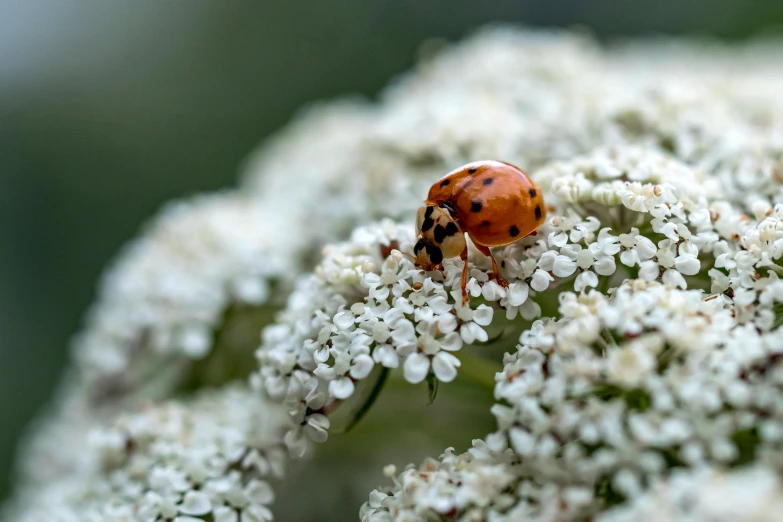 a close up of a bug on some white flowers