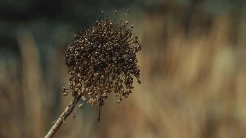 a large brown seed on a plant