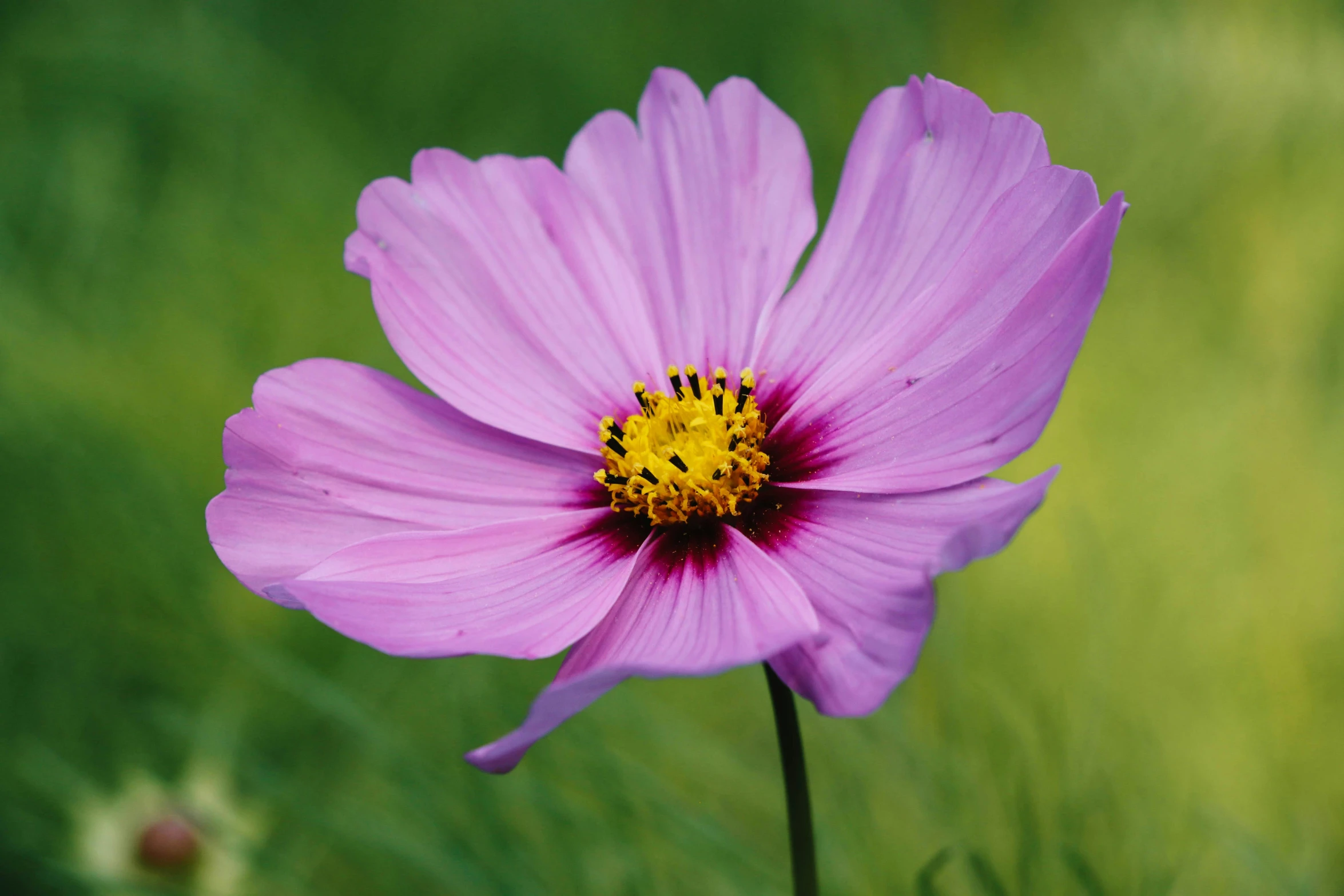 purple flower sitting on the green grass