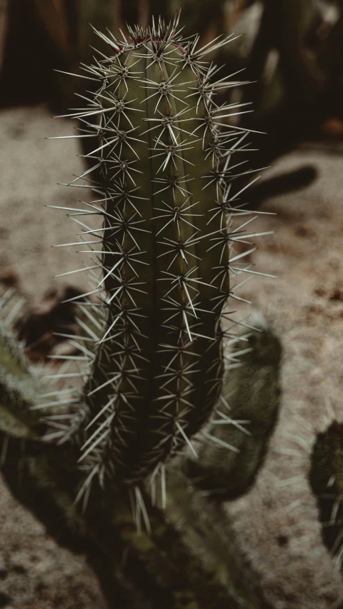 a cactus with long spikes in the dirt