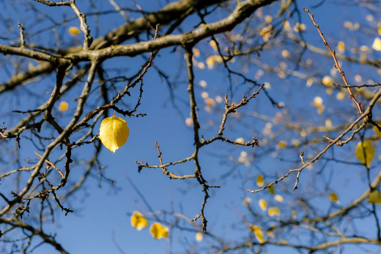 a leaf hanging from the tree and it looks like it is dying