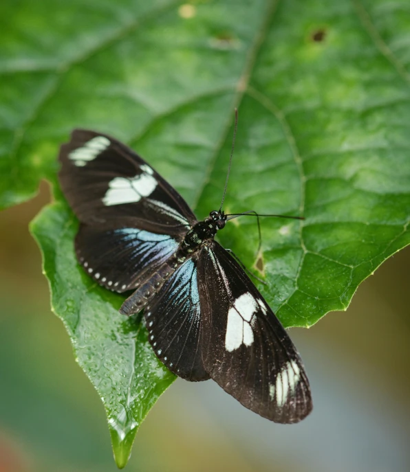 a black and white erfly with white spots rests on a leaf