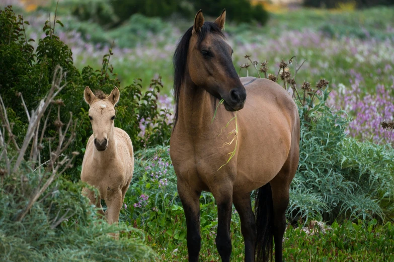 a horse and her colt in the wild, walking