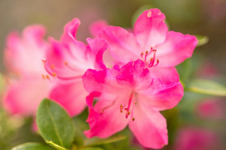 two pink flowers blooming in a flower garden