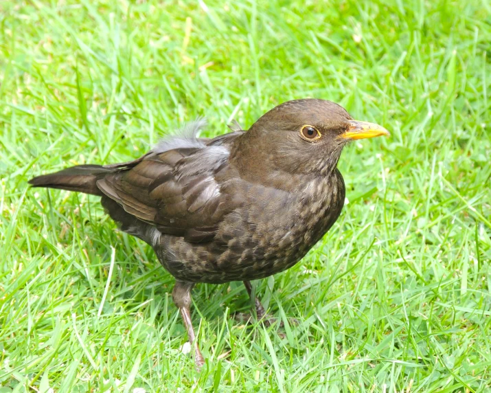 a small brown bird standing in the grass