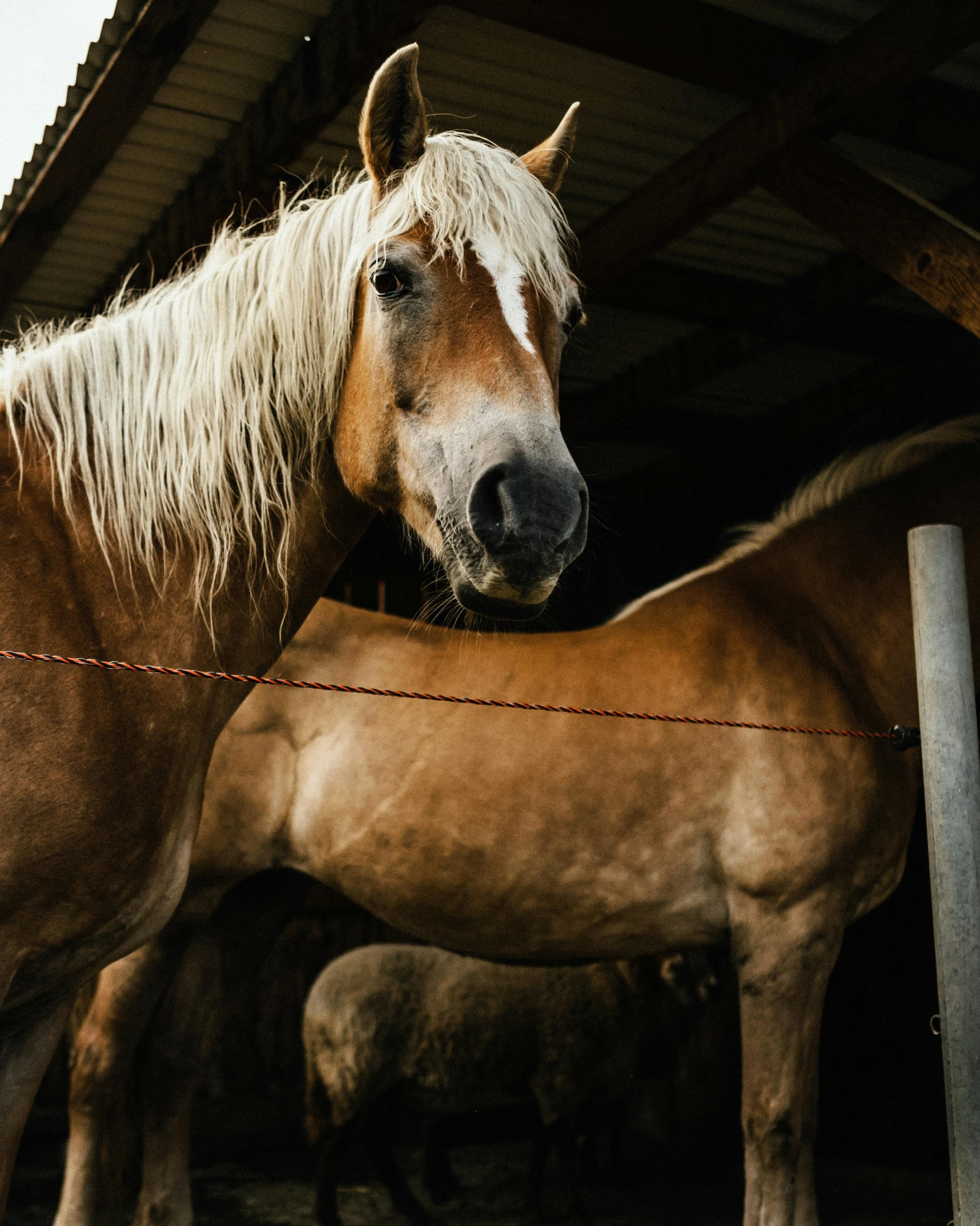 two horses in a barn with some building and one looking at the camera