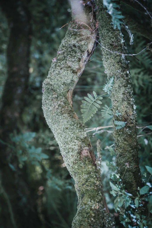 the nch and leaves of a tree stand out against a background of green vegetation