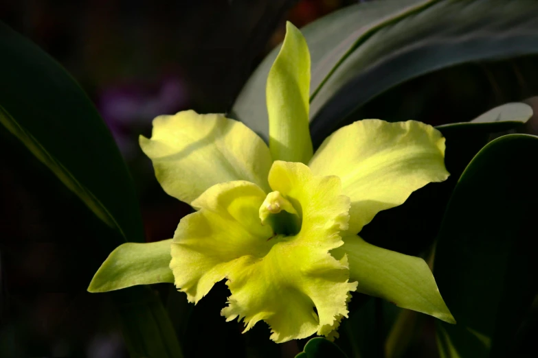 a close up s of a yellow flower