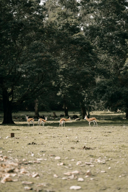 a herd of gazelle running through a forest filled with lots of trees