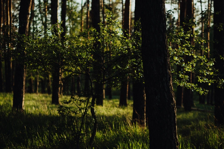 a lot of trees standing in the middle of a forest