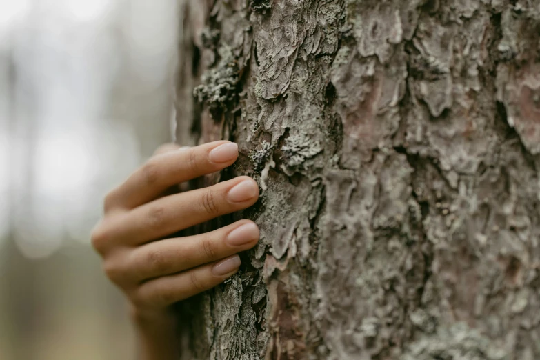 hands covering the tree trunk on top of it