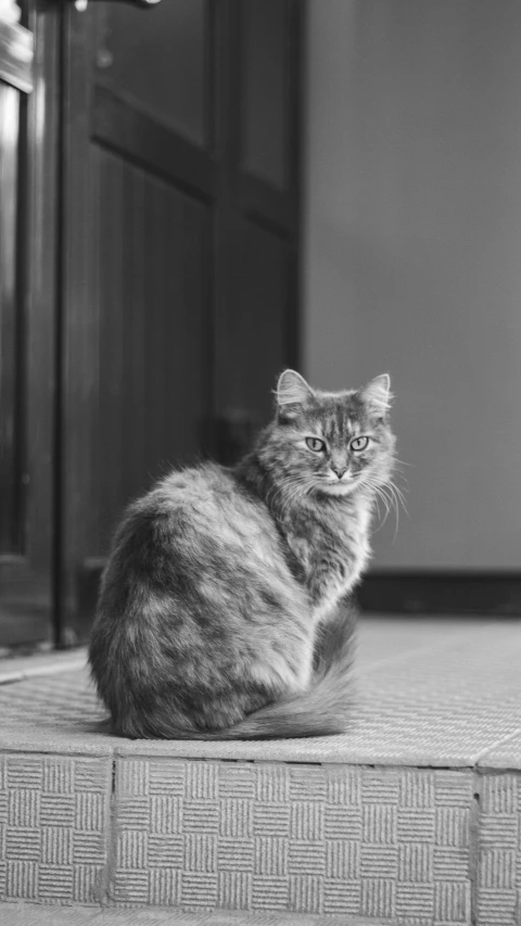 a grey striped cat sits on the step next to a door